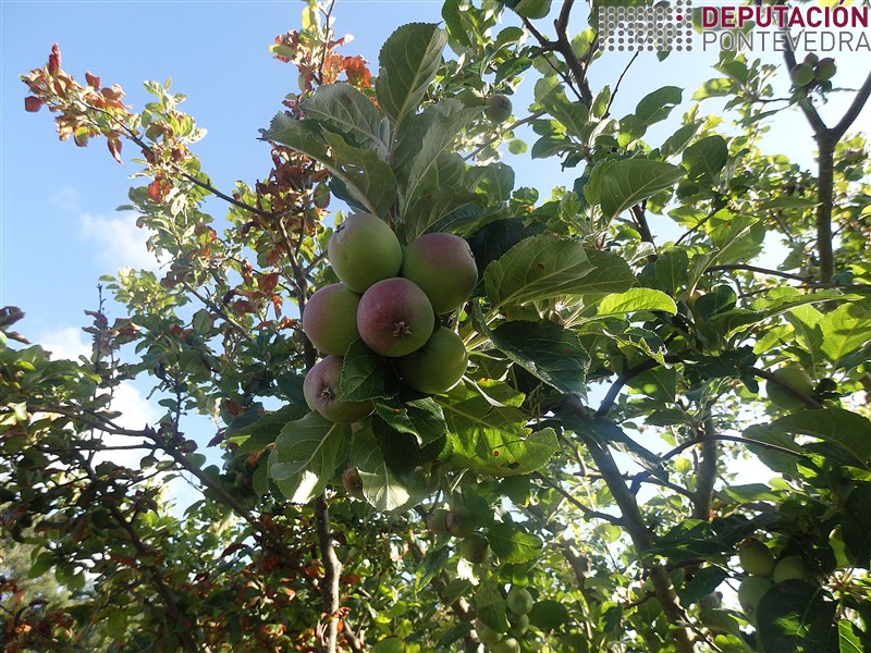 Manzano - Apple tree - Maceira >> Cando hai moitos froitos e conveniente clarear algun.jpg